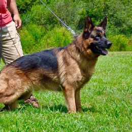 Klyde - German Shepherd
