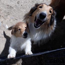 Collie Puppies from Desert Kennels