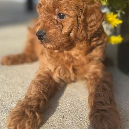 Asher - Apricot male Poodle puppy in Bettendorf, Iowa from Red Door Poodles