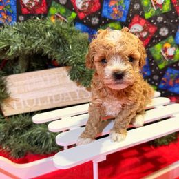 Girl 1 - Phantom female Poodle puppy in Joshua, Texas from 3 Gun Retrievers