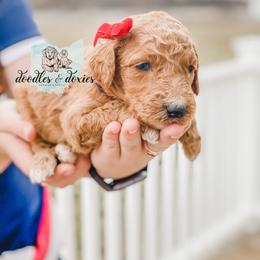 Dachshund, Goldendoodle, and Sheepadoodle Puppies from Doodles & Doxies