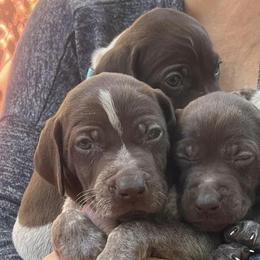 German Shorthaired Pointers from Hunsberger German Shorthaired Pointers