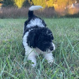 Ruthie - Parti female Assorted Doodle Crosses puppy in Stuart, Virginia from Lil Aussie Posse