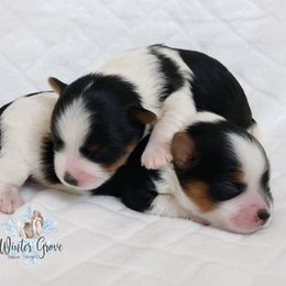 Biewer Terriers from Winter Grove