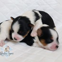 Biewer Terriers from Winter Grove