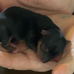 Traditional - Black and tan male Yorkshire Terrier puppy in Elizabeth, Indiana from Dwayne’s Yorkshire Terriers