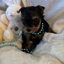 Yorkshire Terrier Puppies from Fox Ridge Kennels
