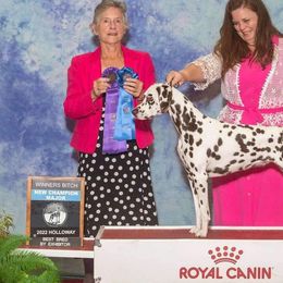 GCH Mila - Dalmatian