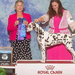 GCH Mila - Dalmatian