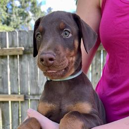 Benjin - Red and rust Doberman Pinscher puppy in Wisconsin Rapids, Wisconsin from Vom Feuer Dobermans