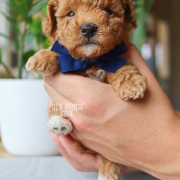 Bernedoodle, Cavapoo, Goldendoodle, Poodle, and Sheepadoodle Puppies from Red Ranch Dogs