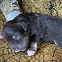 Charlie - Liver male Miniature Schnauzer puppy in Placerville, California from Rpuppies