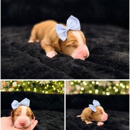 Mistletoe - Red female Australian Labradoodle puppy in Summerfield, North Carolina from Four Oaks Labradoodles