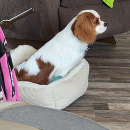 Cavalier King Charles Spaniel and Cavapoo All Grown Up from TMJ Dachshunds & More