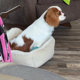 Cavalier King Charles Spaniel and Cavapoo All Grown Up from TMJ Dachshunds & More