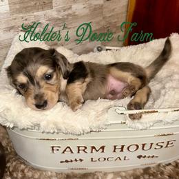 Atlas - Dapple male Dachshund puppy in Atwood, Oklahoma from Holder’s Doxie Farm