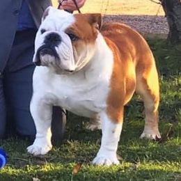 Bulldogs and Doberman Pinschers from MyToy Bulldogs