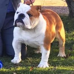 Bulldogs and Doberman Pinschers from MyToy Bulldogs