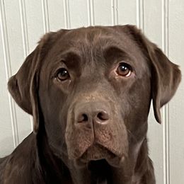 Nia - Labrador Retriever