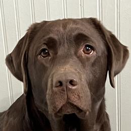 Nia - Labrador Retriever