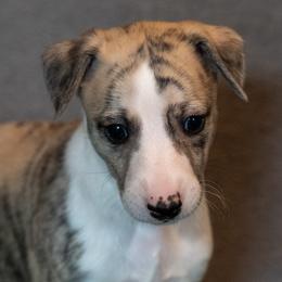 Whippet Puppies from Night Sky Whippets