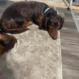 Lucky - Dachshund