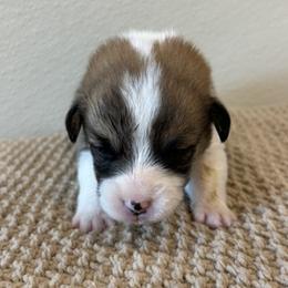 RUPERT AKC - Sable male Pembroke Welsh Corgi puppy in Hinton, Oklahoma from Green Cloud Ranch