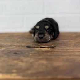Sterling - Black and cream male Dachshund puppy in Squires, Missouri from Hudson’s Hounds