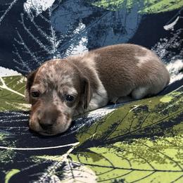 Blue Dapple Female - Dapple female Dachshund puppy in George West, Texas from Rockin M Kennel