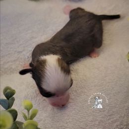 Benny's Baby Belle - Black white and tan female Chinese Crested puppy in Ocala, Florida from Crestie Charm Cottage