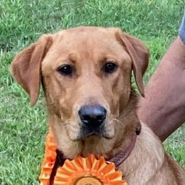 Mickey - Labrador Retriever