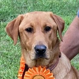 Mickey - Labrador Retriever