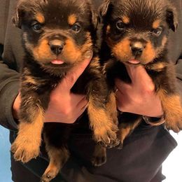 Rottweiler Puppies from World Class Rottweilers