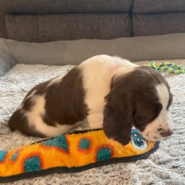 English Springer Spaniel Puppies from Timothy Naylor