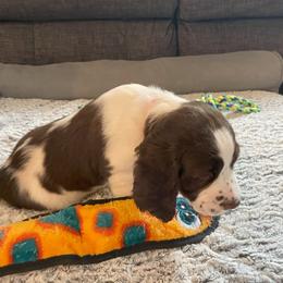 English Springer Spaniel Puppies from Timothy Naylor