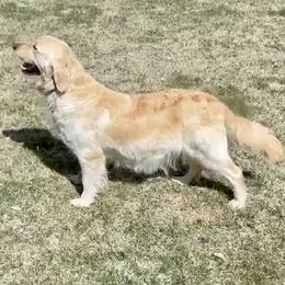 Emmy - Golden Retriever