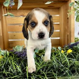 Laurel - Black white and tan female Beagle puppy in Katy, Texas from Houston’s Howlin’ Hounds
