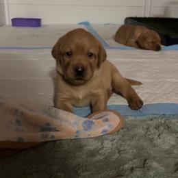 Girl 3 - Yellow female Labrador Retriever puppy in Denton, Maryland from Amber's Labrador Retrievers