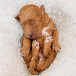 Prince - Red  male Goldendoodle puppy in Iola, Texas from Supreme Doodles of Texas
