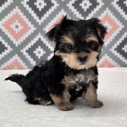 Lili SMALL - Black & tan tri-color female Morkie puppy in Monticello, Iowa from Ashley’s Puppies
