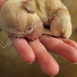 Cockapoo Puppies from Cano Cockapoos