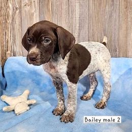 Bailey 2 - Liver and white German Shorthaired Pointer puppy in Rock Valley, Iowa from Pointers of the Valley