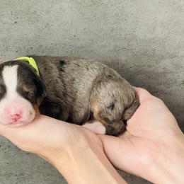 Granny Smith 'Gran'- Lime Collar Female - Blue merle female Bernedoodle puppy in Katy, Texas from Bluebonnet Bernedoodles of Southeast Texas