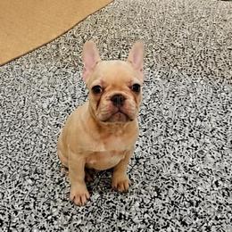 Deuce - Fawn male French Bulldog puppy in Campbell Hall, New York from Charlie’s Frenchies