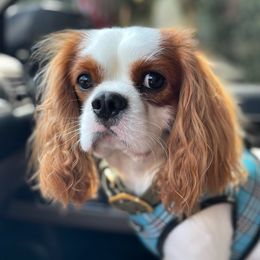 Beau - Cavalier King Charles Spaniel