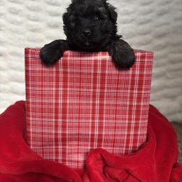 Yellow (Joy) - Brindle female Bouvier des Flandres puppy in Ashtabula, Ohio from Beulah Bouviers and Havanese