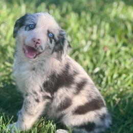 Cyrus - Blue merle male Miniature Australian Shepherd puppy in California from Eagle River Aussies