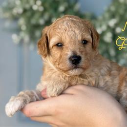 Mr. Gouda - Apricot male Goldendoodle puppy in Sacramento, California from Dandy Doodles Goldendoodles
