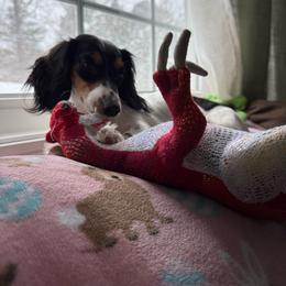 Diva - Dachshund