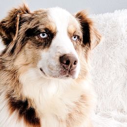 Lucy - Australian Shepherd